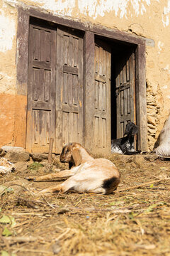 Goat Sitting at the Door of a Nepali Village House
