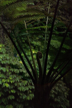 Tree fern crozier unfurling near Banyumala Twin Waterfall, Bali
