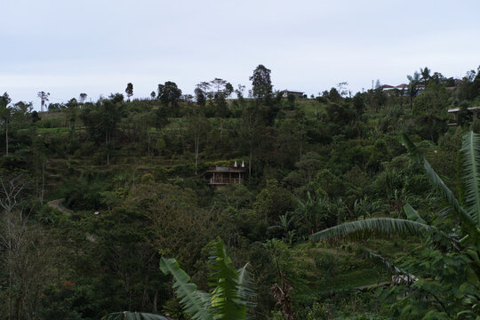 Traditional house hidden in tropical jungle hillside, Munduk, Bali