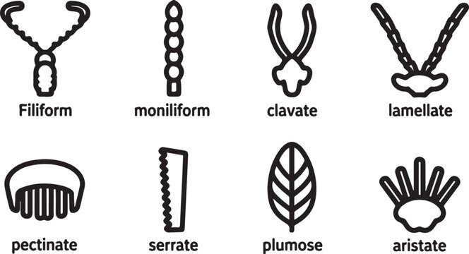 Types of bird feathers labeled diagram vector illustration Vector