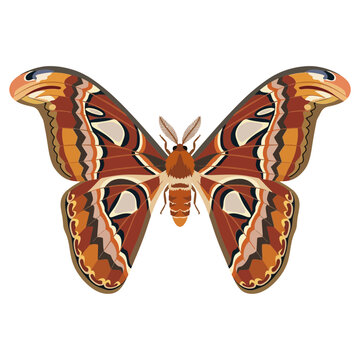Atlas Moth, Attacus Atlas, Insect, Isolated on White Background