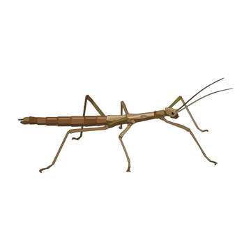Stick insect isolated on white background