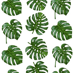Hand drawn vintage seamless pattern of tropical monstera leaves in engraved botanical sketch style with green coloring © Mariia Mazaeva