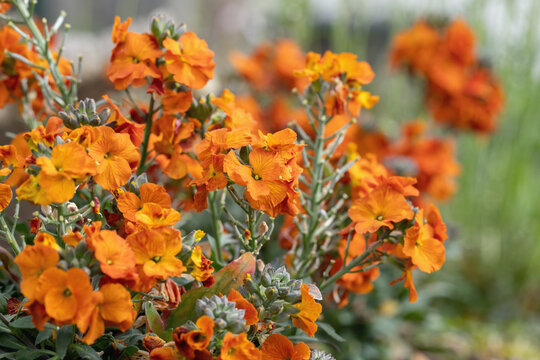 Orange wallflower (Erysimum cheiri) blooming in a spring garden. Ideal for publications in garden magazines. Space for your text.