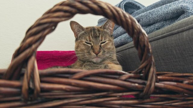 Cozy tabby cat framed by a wicker basket handle