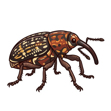 Illustration of a spotted weevil beetle with a long snout
