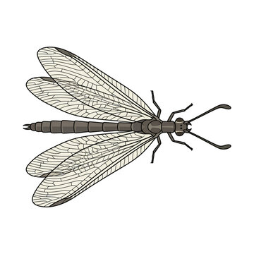 Detailed illustration of an antlion insect with translucent wings