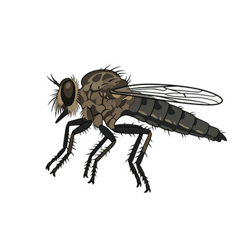 Robber Fly Insect Illustration