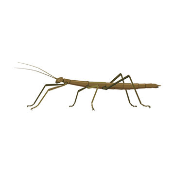 Stick insect on white background