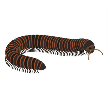 Striped millipede with numerous legs on a white background