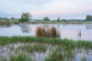 Fototapeta premium lake at dawn with thick reddish reeds in the center, green grass in the foreground, and misty trees