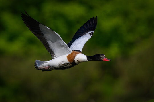 Common shelduck (Tadorna tadorna)