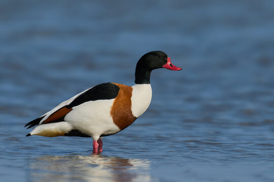 Common shelduck (Tadorna tadorna)