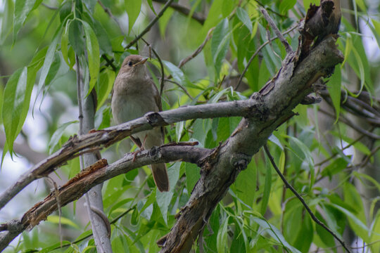 trush nightingale in the forest