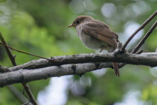 trush nightingale in the forest