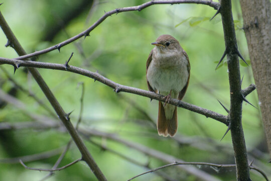 trush nightingale in the forest