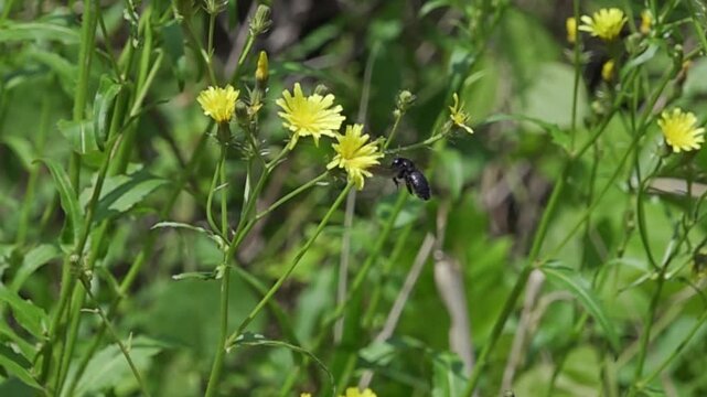 Super slow motion (960fps) of a large black carpenter bee taking off, hovering, and landing on yellow wildflowers, 55 seconds continuous clip.