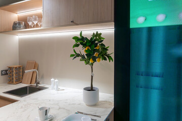 Small potted lemon tree with green leaves and yellow fruit stands on a white marble kitchen island near wooden cabinets, sink, glassware, and modern interior lighting. © Volha