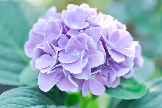 Hydrangea or macrophylla or Hydrangeaceae or purple hydrangea