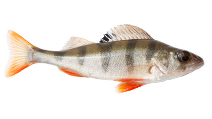 Fototapeta premium A fish with orange and black stripes on its tail