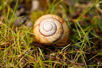 Fototapeta premium Garden snail shell resting on grass with detailed spiral pattern