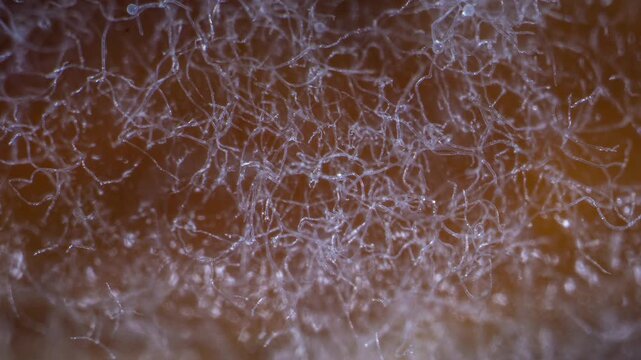 Mushroom Cultivation Timelapse Oyster Mycelium Growing on Grain Substrate
