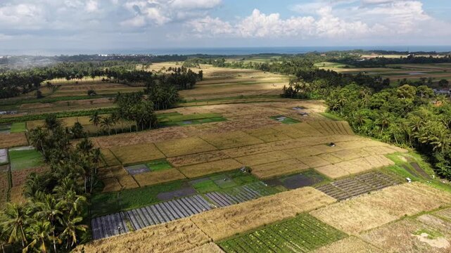 Aerial View of Scenic Rice Fields and Palm Trees in Bali Countryside with Ocean Background