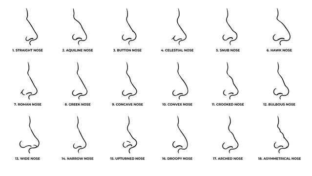 Nose Shapes Vector Set Human Nose Types Anatomy Profile Chart