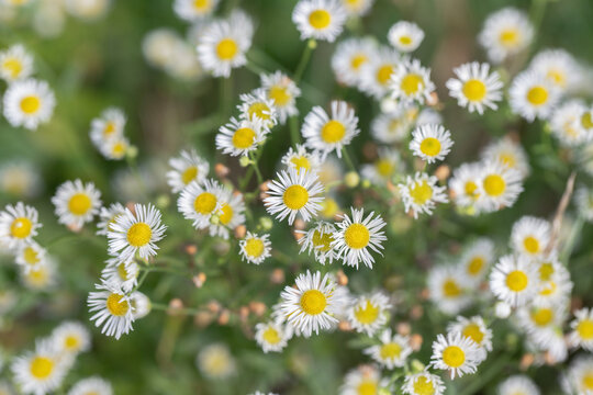 Annual fleabane (Erigeron annuus) with yellow centers in soft natural light and blurred background