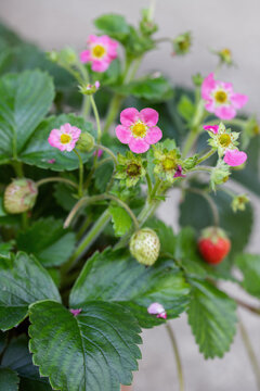 Strawberry plant (Fragaria x ananassa) with pink blossom. Green and red fruits. Ideal for gardening magazines.