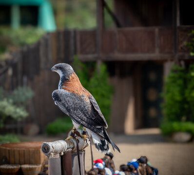 pajaro de presa halcon en trabajo de caza
