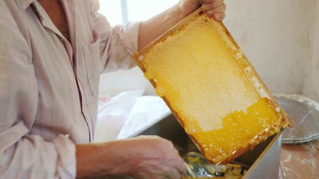 Beekeeper uncapping honeycomb frame with knife to extract honey for beekeeping.
