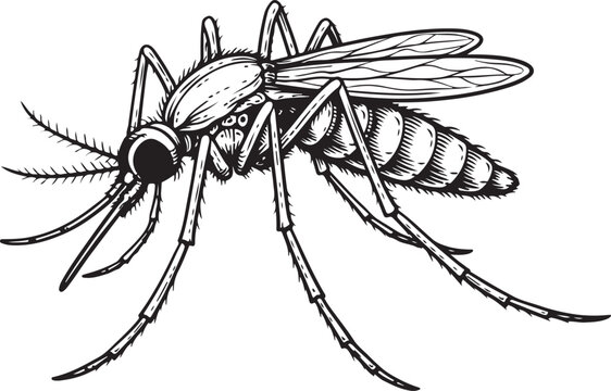Detailed Mosquito Insect Profile Hand Drawn Vector Illustration