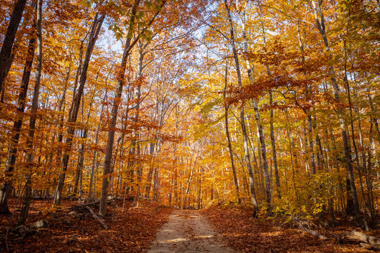 Dirt road winds through a forest of golden autumn trees