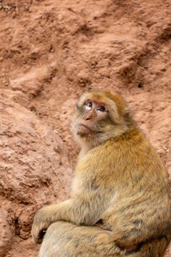 A Barbary macaque monkey looking up thoughtfully