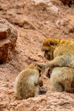 Mother Barbary monkey carefully grooming her small baby