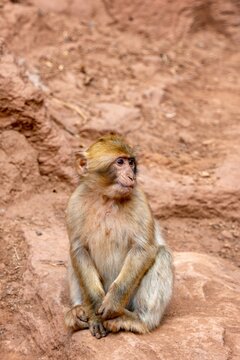 Young Barbary macaque monkey sitting on red earth