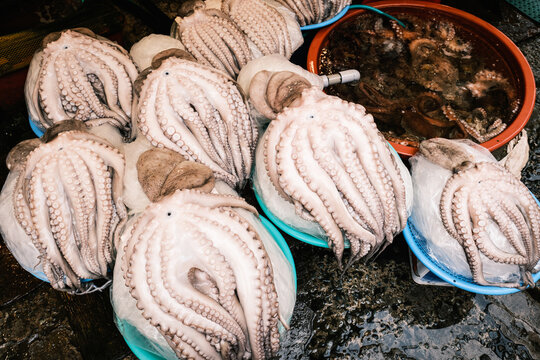 Fresh octopus displayed at Jagalchi Market in Busan