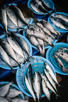 Fresh seafood on ice at Jagalchi Fish Market in Busan, South Korea