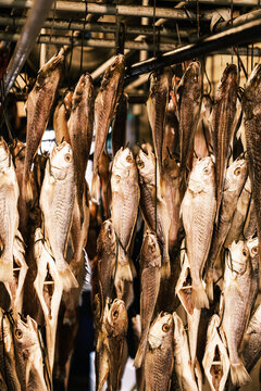 Drying yellow croaker fish hung at Jagalchi Market