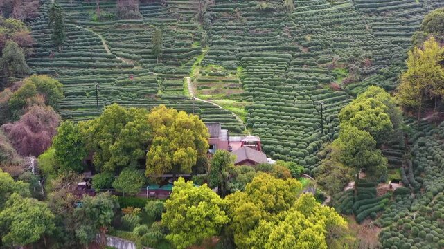 Green Tea Plantation Rows on Rolling Hills
