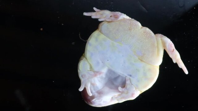 Pacman frog isolated on black background with dramatic lighting colorful exotic amphibian close up portrait