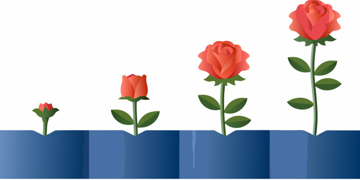 Rose life cycle illustration with buds and blooms on white background