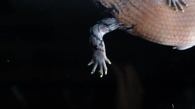 Exotic panana lizard portrait on dark black background with detailed scales and intense eyes