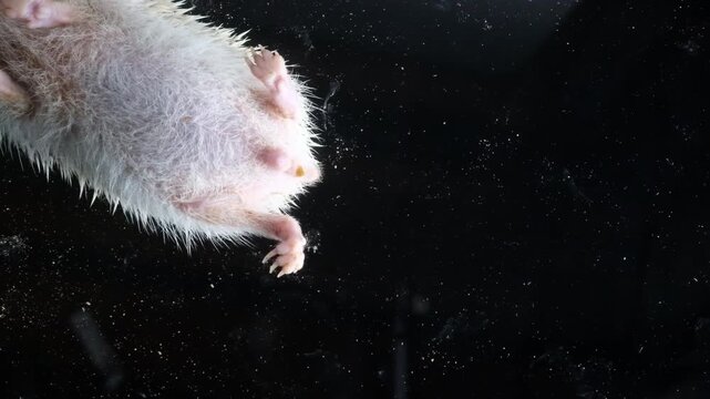 Cute African pygmy hedgehog isolated on black background with dramatic lighting exotic pet close up portrait
