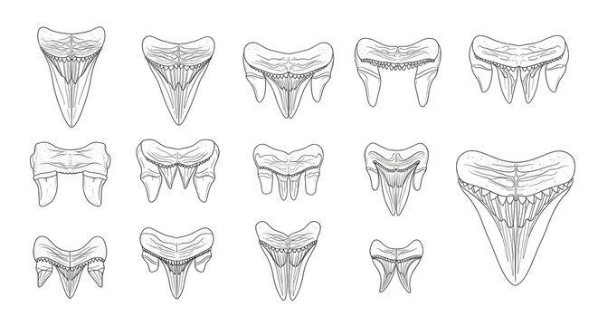 Collection of Hand-Drawn Shark Teeth Illustrations in Sketch Style.