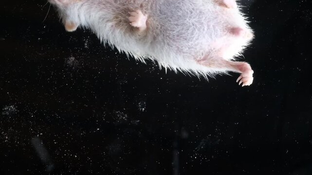 Cute African pygmy hedgehog isolated on black background with dramatic lighting exotic pet close up portrait