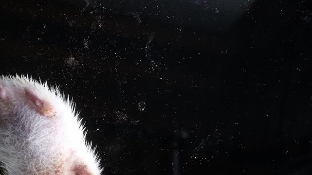 Cute African pygmy hedgehog isolated on black background with dramatic lighting exotic pet close up portrait