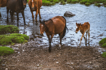 A brown mare and her young foal leading a herd through a muddy water crossing in a rural pasture © Mikhail
