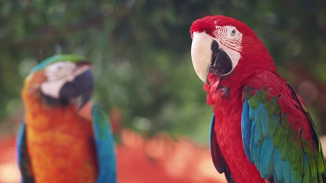 Colorful macaw in a tropical setting on a sunny day